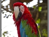 Indonesia, Bali, birds park
