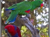 Indonesia, Bali, birds park