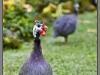 Indonesia, Bali, birds park