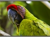 Indonesia, Bali, birds park