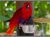 Indonesia, Bali, birds park