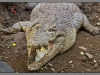 Indonesia, Bali, reptile park