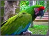 Indonesia; Bali; Birds Park