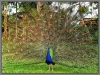 Indonesia; Bali; Birds Park