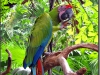 Indonesia; Bali; Birds Park