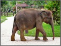 Indonesia; Bali, elephant safari park