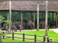 Indonesia; Bali, elephant safari park