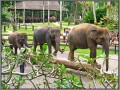 Indonesia; Bali, elephant safari park