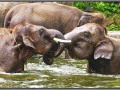 Indonesia; Bali, elephant safari park
