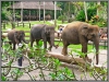 Indonesia; Bali, elephant safari park