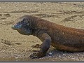 Indonesia, Komodo dragon