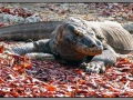 Indonesia; Komodo island