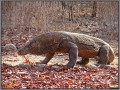 Indonesia; Komodo island