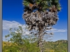 Indonesia_2013_Dragon_walk_001