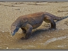 Indonesia, Komodo dragon