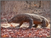 Indonesia; Komodo island