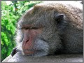 Indonesia; Bali; monkey forest