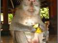 Indonesia; Bali; monkey forest