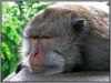 Indonesia; Bali; monkey forest