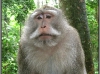 Indonesia; Bali; monkey forest