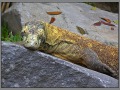Indonesia; Bali zoo