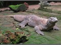 Indonesia; Bali zoo