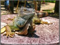 Indonesia; Bali zoo