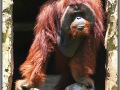 Indonesia; Bali zoo