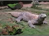 Indonesia; Bali zoo