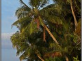Maldives, Bandos Island