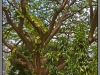 Maldives, Male