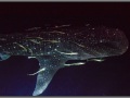 Maldives, whale shark