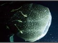 Maldives, whale shark