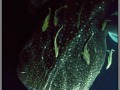 Maldives, whale shark