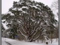 Narva-Jõesuu, Shishkin's pine
