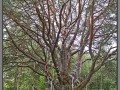 Narva-JÃµesuu, Shishkin's pine