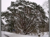 Narva-Jõesuu, Shishkin's pine