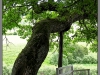 Pushkinskiye gory, Trigorskoye, bench of Eugene Onegin (2010)