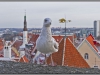 Estonia, Tallinn, panorama