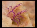 Komodo, Flores sea, Indian Ocean, Indonesia