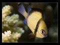 Komodo, Flores sea, Indian Ocean, Indonesia