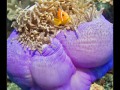 North Male Atoll, Indian Ocean, Maldives