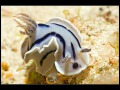 Chromodoris Willani
