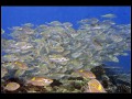 South Ari Atoll, Indian Ocean, Maldives