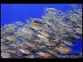 South Ari Atoll, Indian Ocean, Maldives