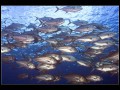 School of Big-eye Trevallies