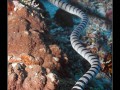 Raja Ampat; Banda Sea; Pacific Ocean; Indonesia