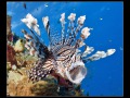 Komodo, Flores sea, Indian Ocean, Indonesia