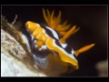 Chromodoris quadricolor