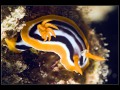 Chromodoris quadricolor